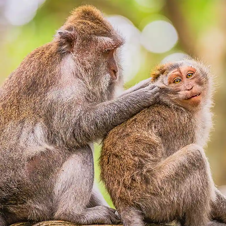 singes parcs animaliers loisirs decouvertes