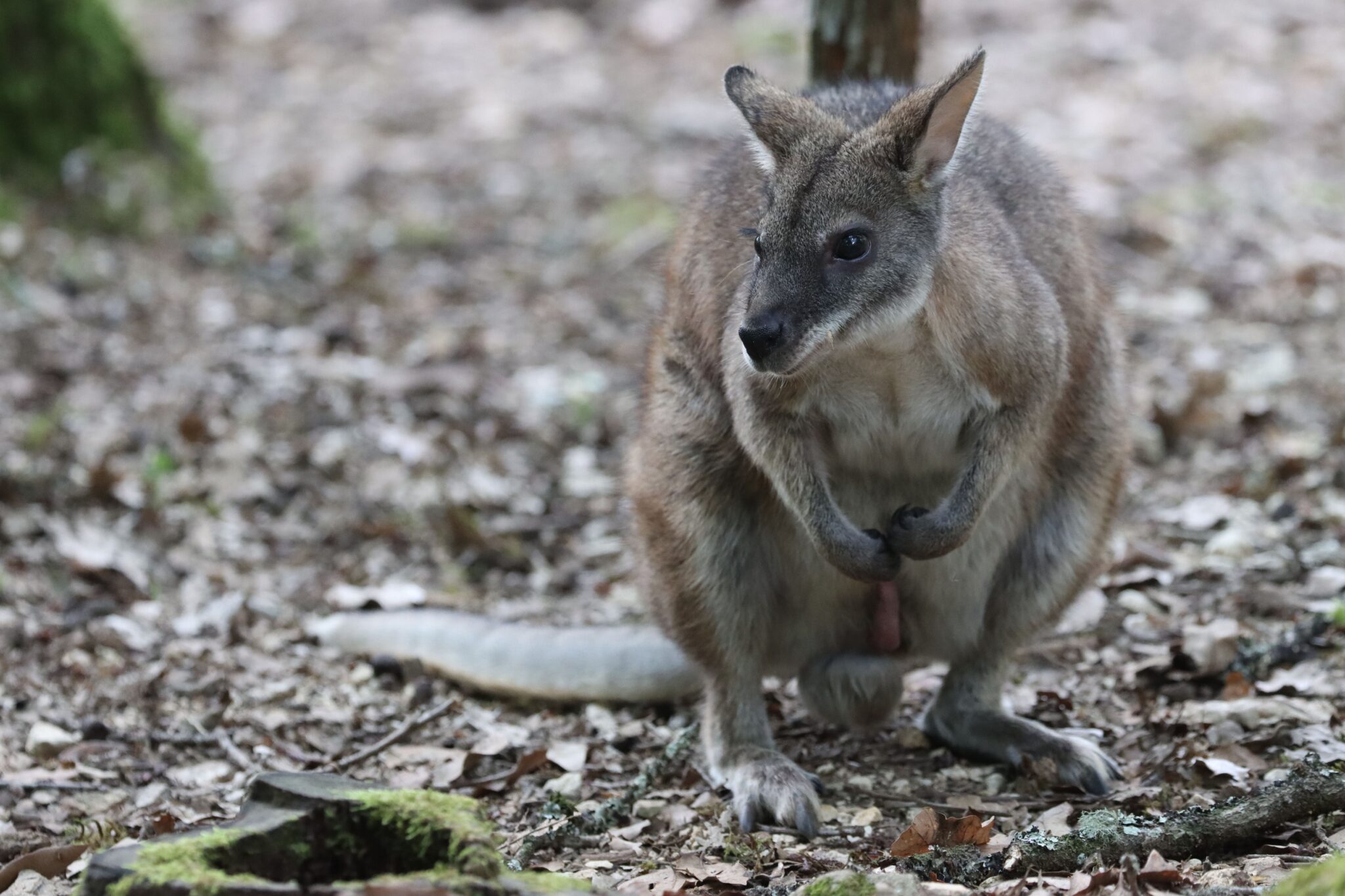 reserve calviac macropus