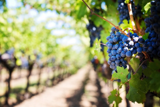 Les raisins Vignoble